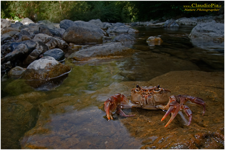 Potamon fluviatile, granchio d'acqua dolce, fresh water crab, fotografia, val di vara